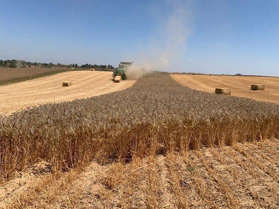 Meet Assaf Dotan, CEO of the AgTech startup Grace Breeding