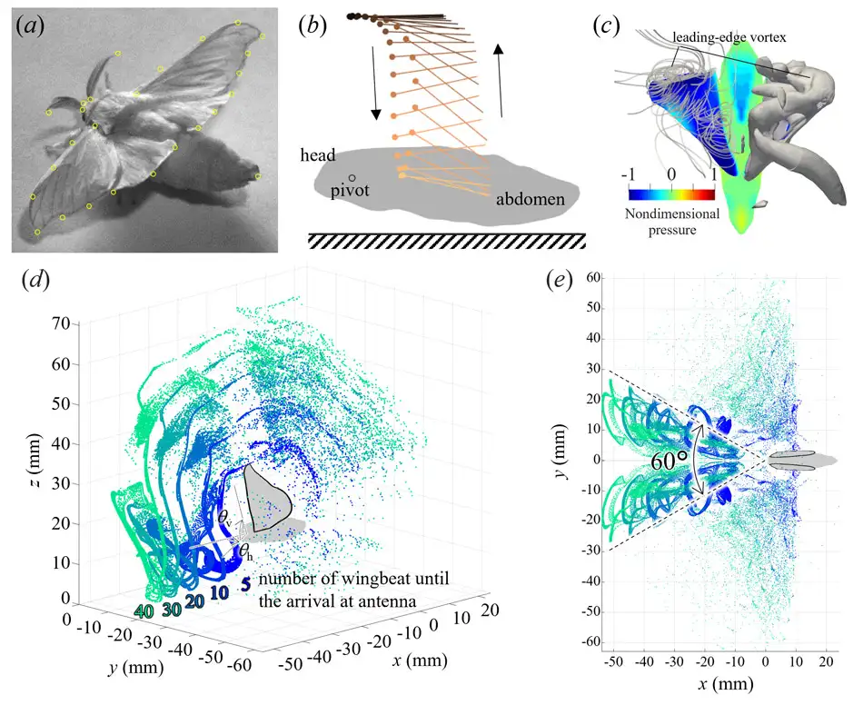 Research reveals how wing fanning aids pheromone detection in silkworm moths, offering new insights for odor source localization technologies in robotics